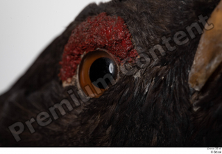 Western capercaillie eye 0002.jpg